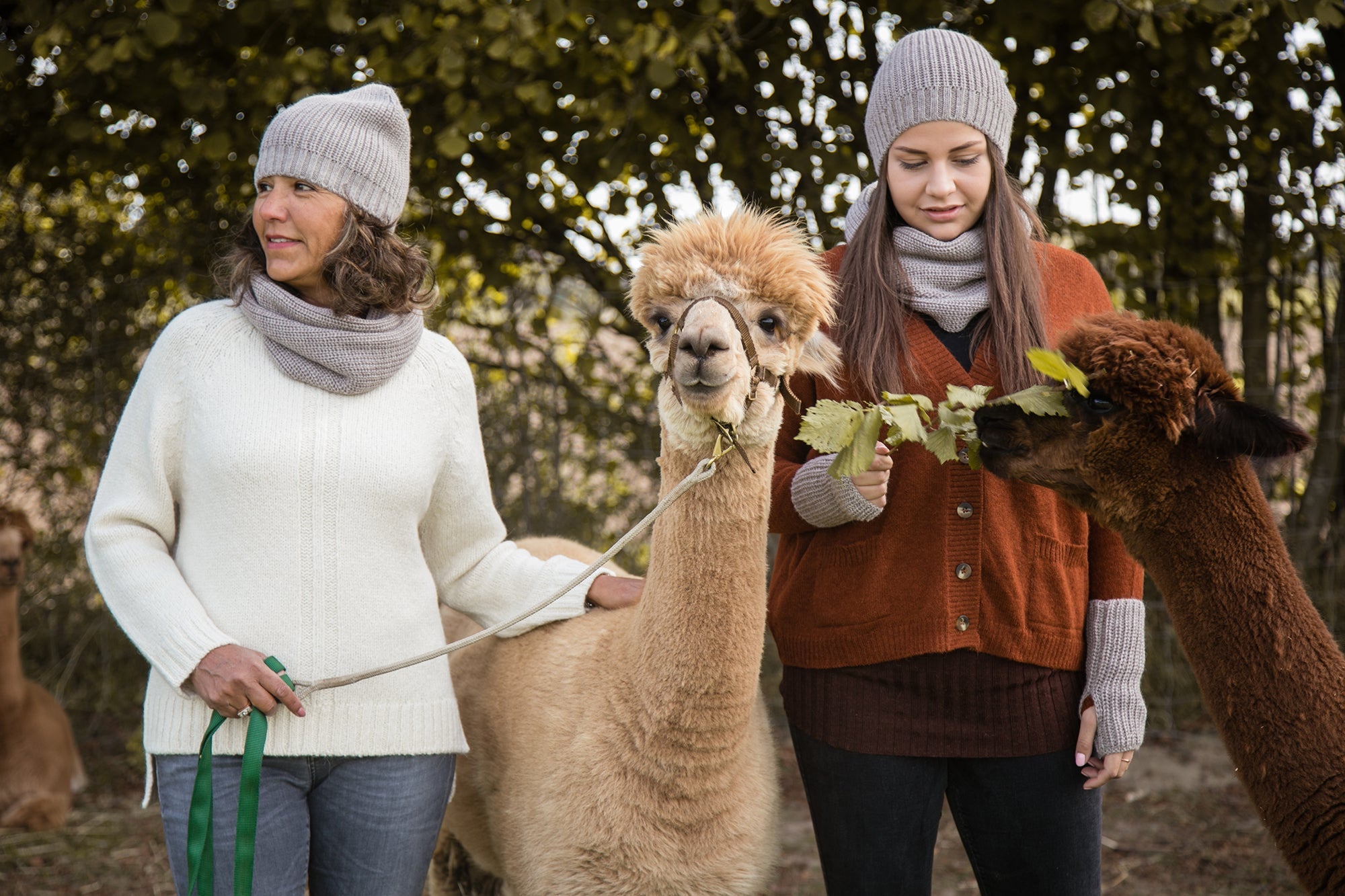 Alpaka-Wolle und Merino im Vergleich