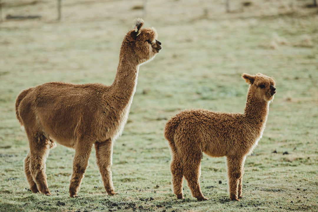 Nachhaltige Fakten: Wasser-, Energie- und Nutzungsbilanz von Alpaka vs. Alternativen