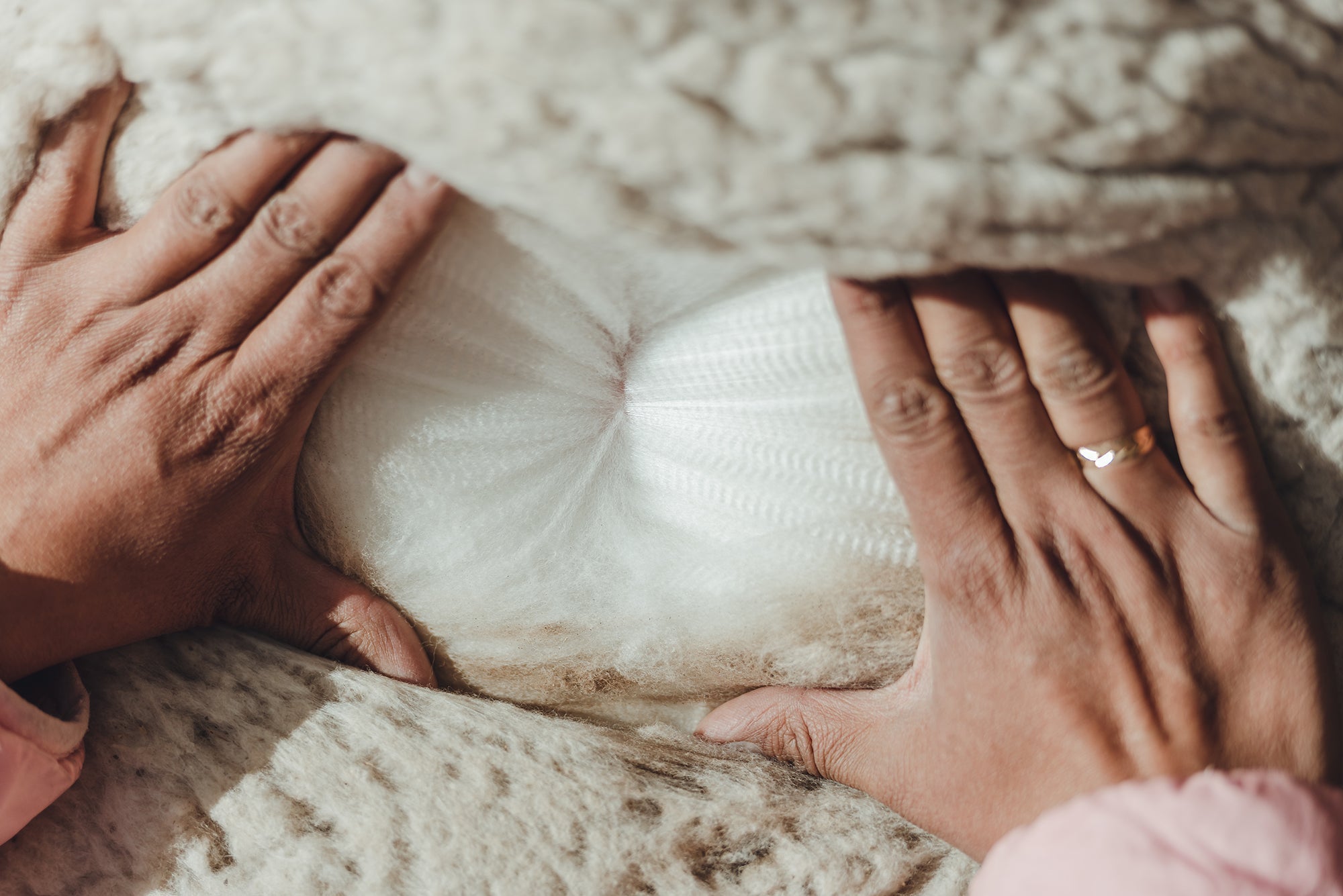 Nanobodies – was sie sind und warum Alpakas dafür so wichtig sind