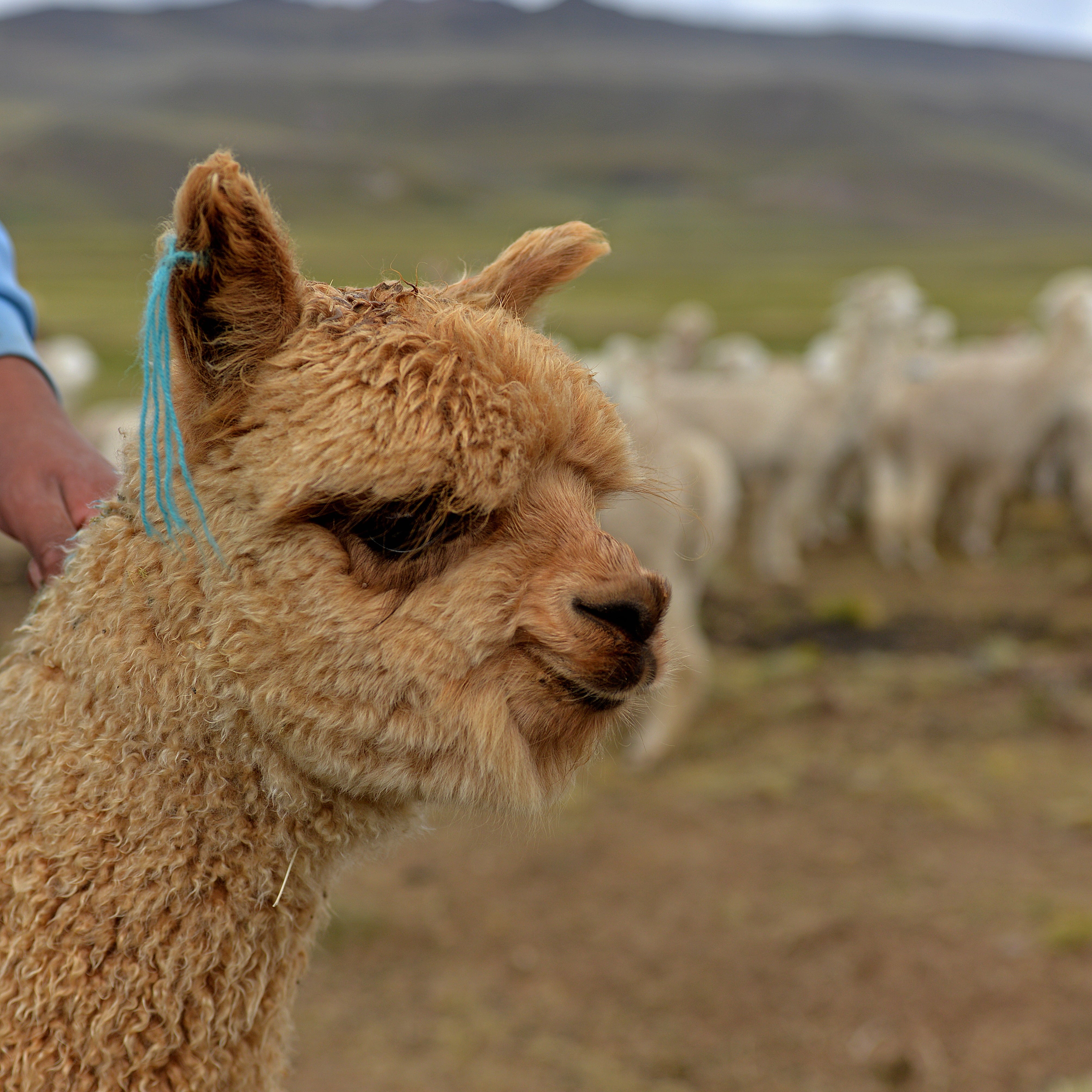 Baby-Alpaka: Was ist das eigentlich genau?