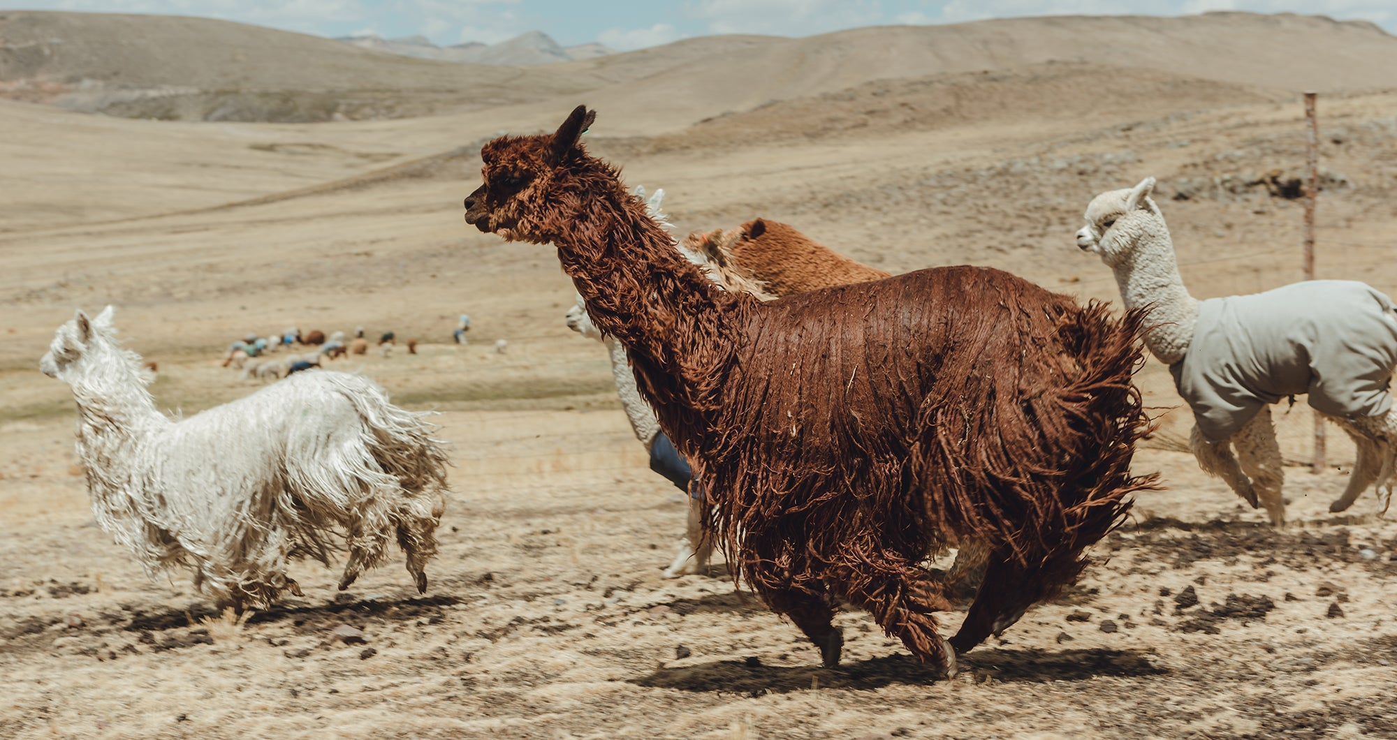 Faszination Alpaka – Sanfte Tiere aus den Höhen der Anden